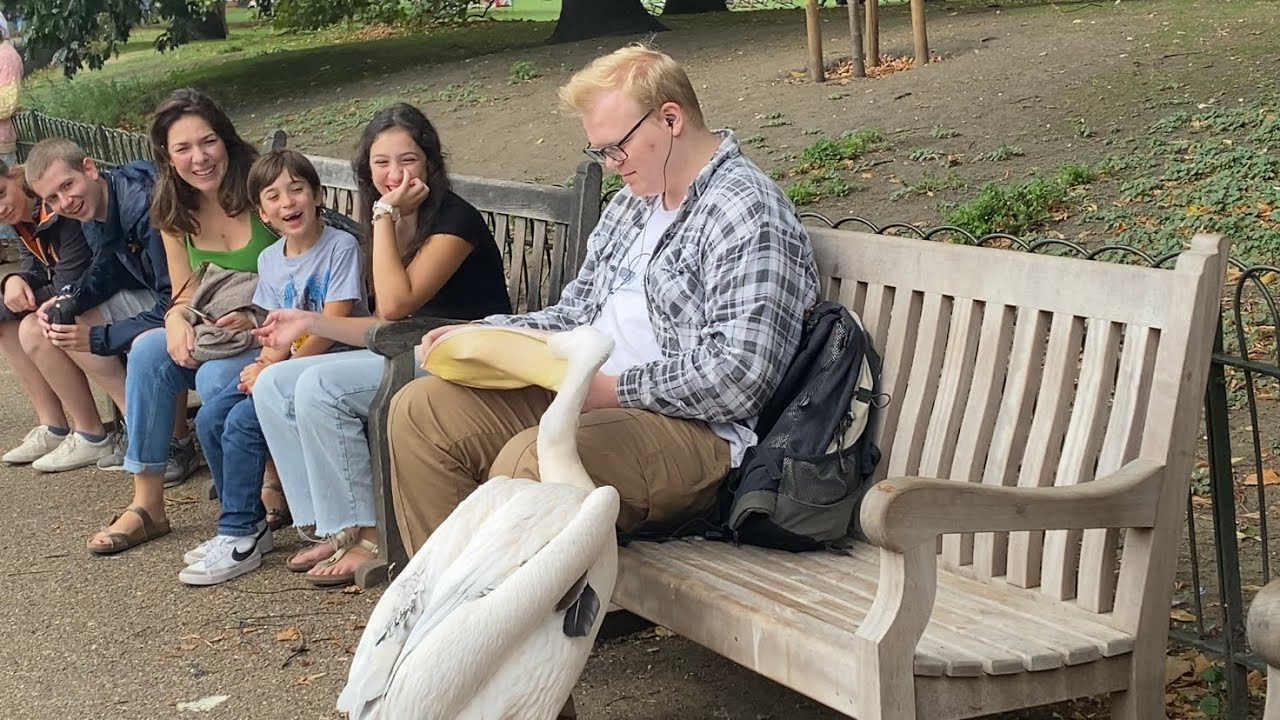 Pelican Trying To Eat Man’s Book