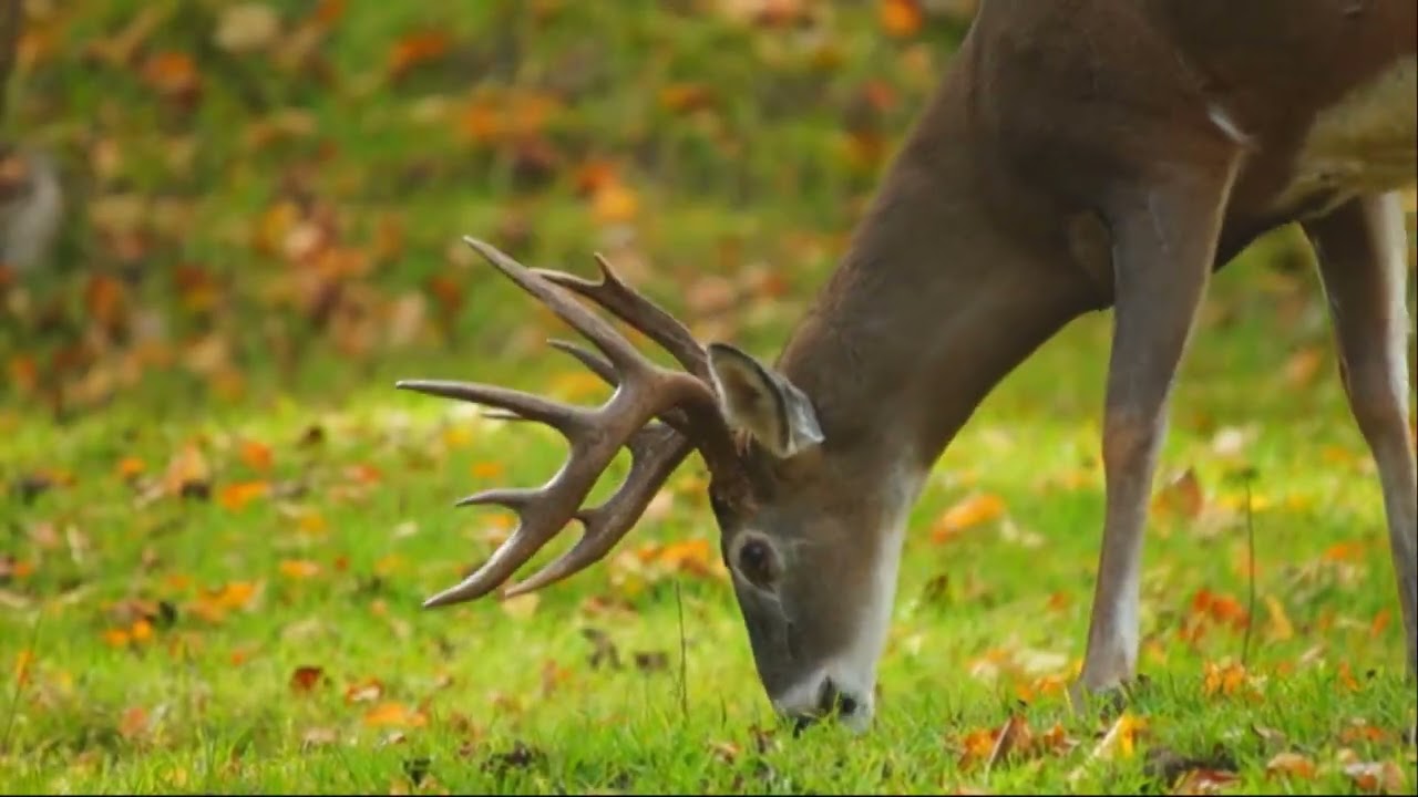 KELLERS KOVE NEW COMMERCIAL