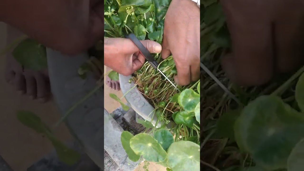 15 நாட்களில் வல்லாரை கீரை வளர்ப்பு மற்றும் அறுவடை