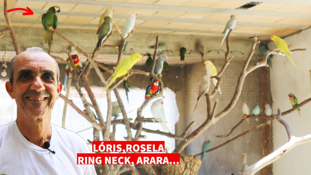 SOLTEI MUITAS AVES DIFERENTES EM UM SÓ VIVEIRO