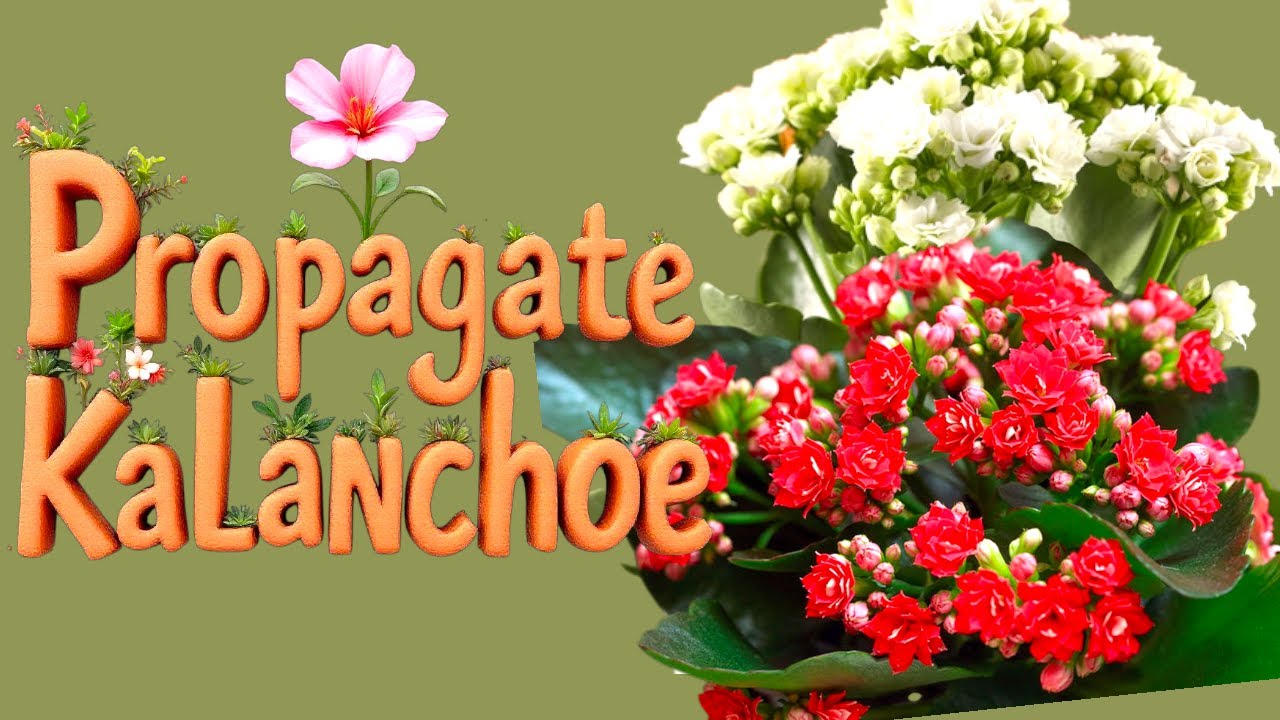Mastering Kalanchoe Propagation & Division: Easy Steps to Multiply This Long Flowering Succulent.