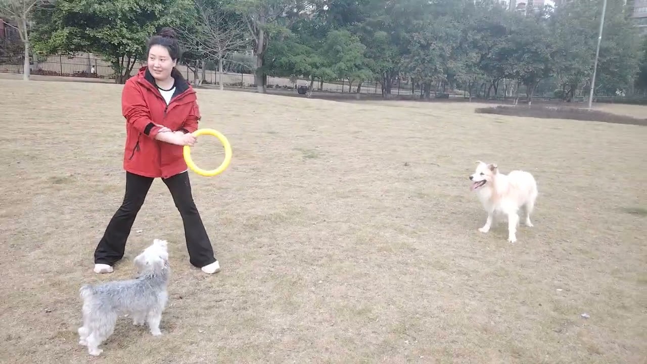 #jackrussellterrier Nala at the #dogparty 2 #pets #doglife #livinginchina #puppy #qingyuan 