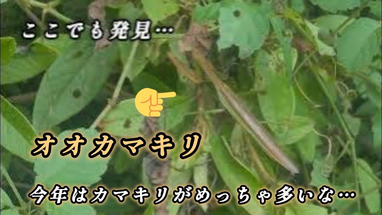 カマキリ散策動画をアップします…去年出す予定だったのですが、本日ようやく出すことが出来ました。