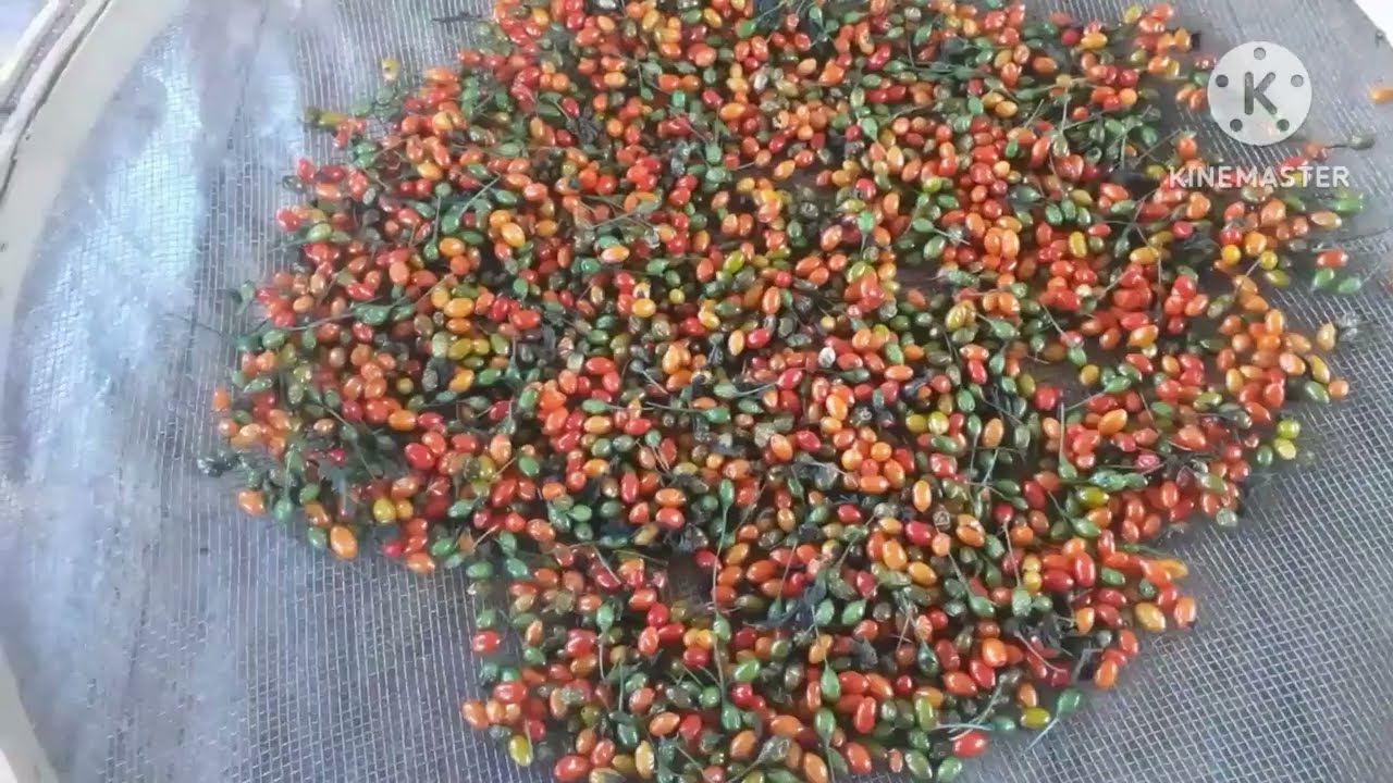 PIMENTA CUMARI - COMO COLHER E FAZER CURTIDA