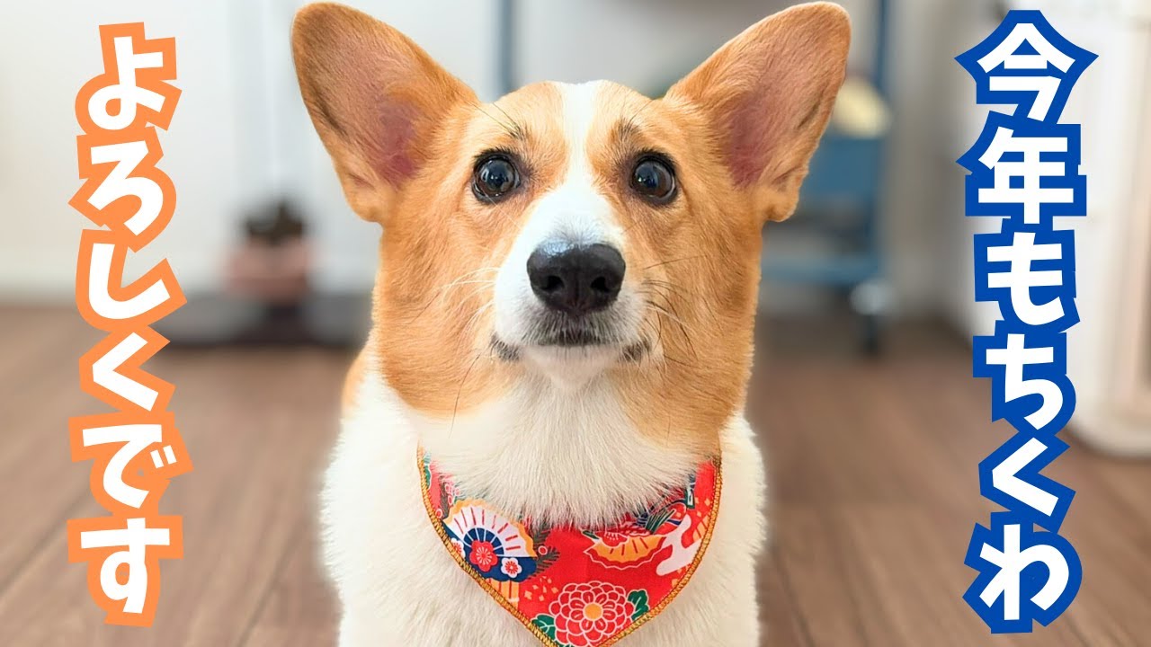 【新年のご挨拶】年が明けても通常運転なコーギー犬ちくわ｜2026年もよろしくお願いします🐾