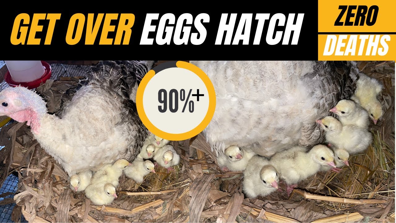 How to Get MORE THAN 90% of turkey Eggs to HATCH | Natural Turkey egg incubation