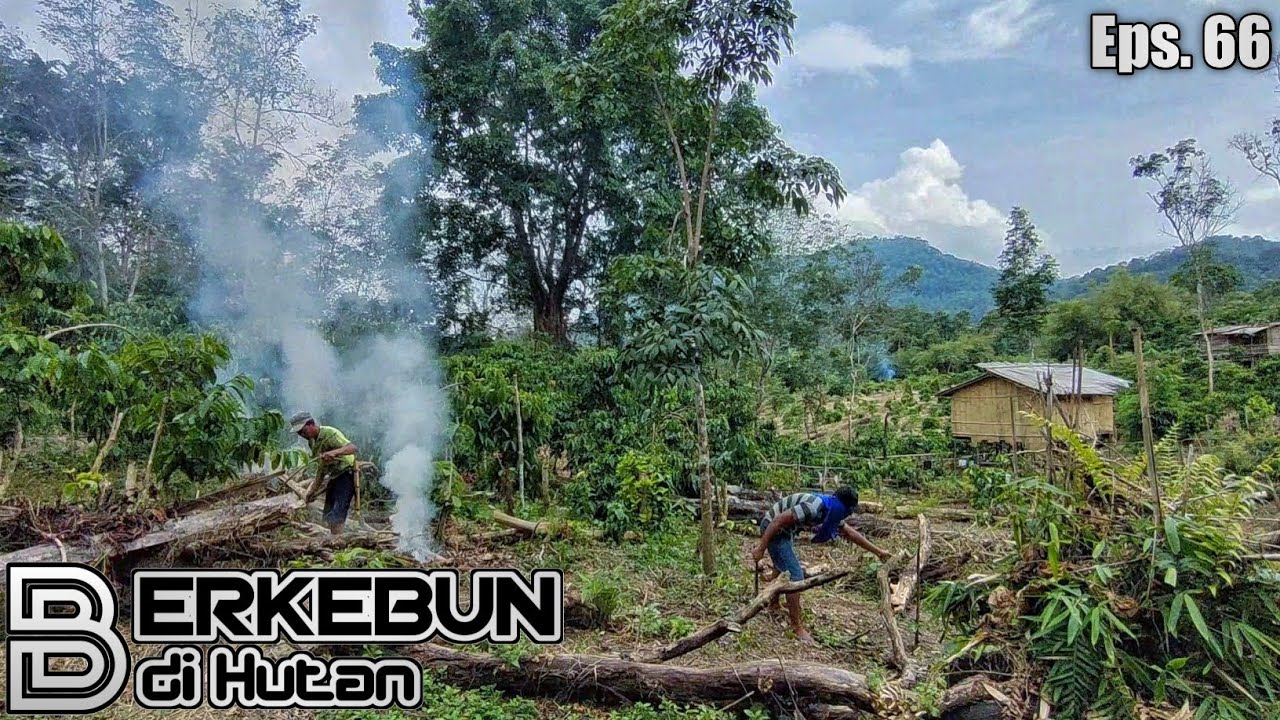 Membuka Lahan Perkebunan di Hutan Bukit Sumatera