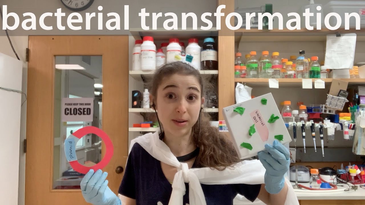 Bacterial transformation - heat shock with chemically competent cells