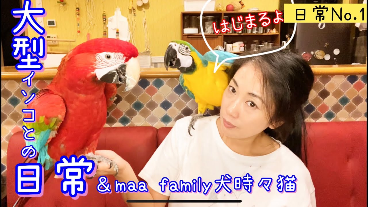 【大型インコ輸入ケージ紹介】トレーニングのオヤツ　その他大型インコとの日常№１