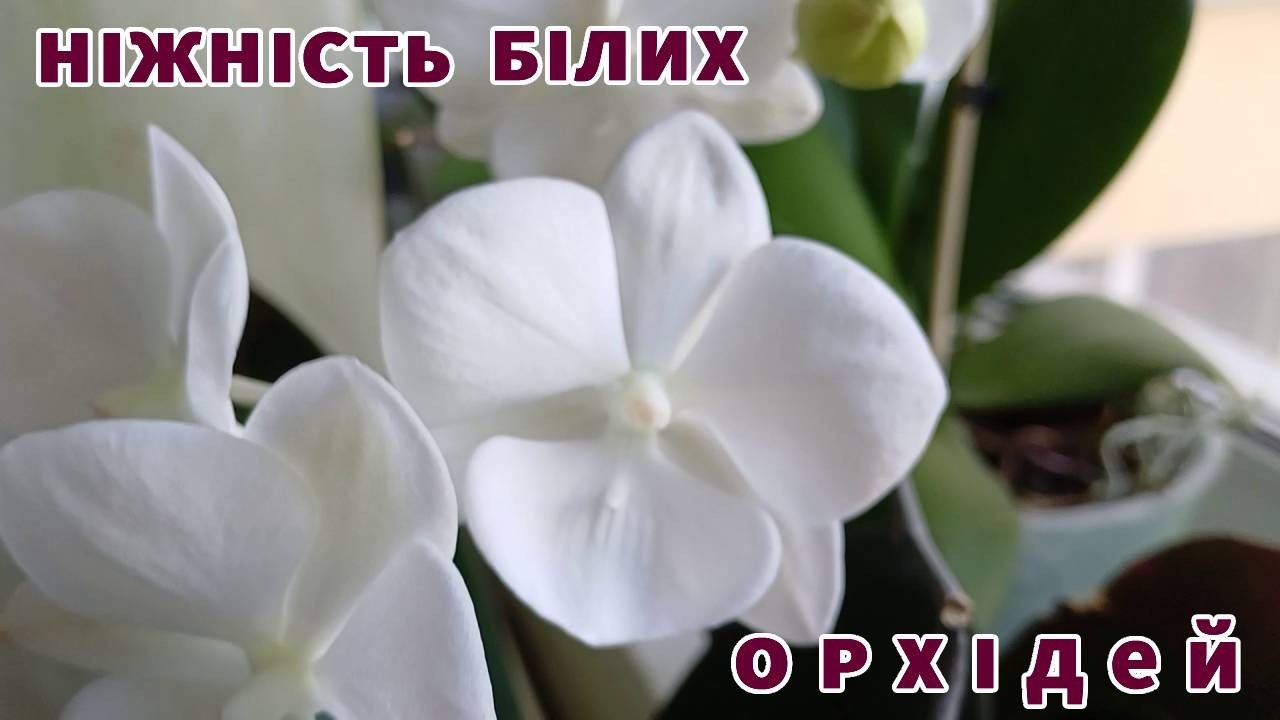 Ніжність білих орхідей