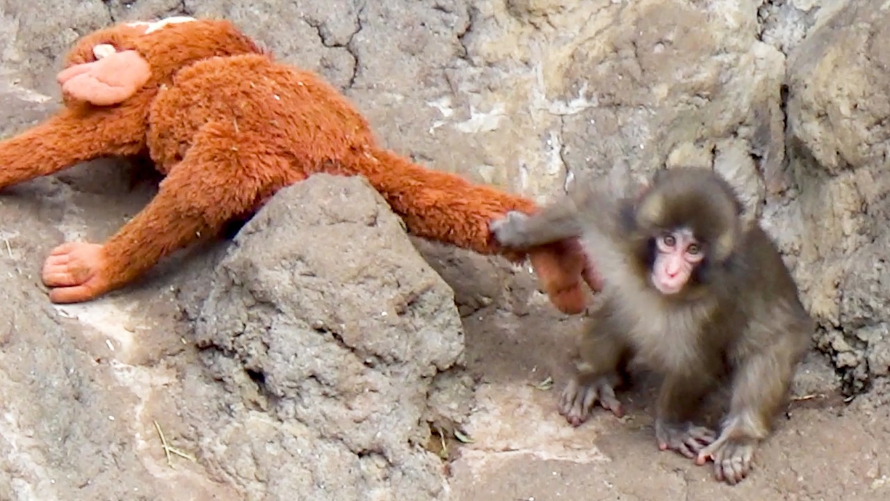 “Help me!” Monkey Punch in total panic… Mom is stuck