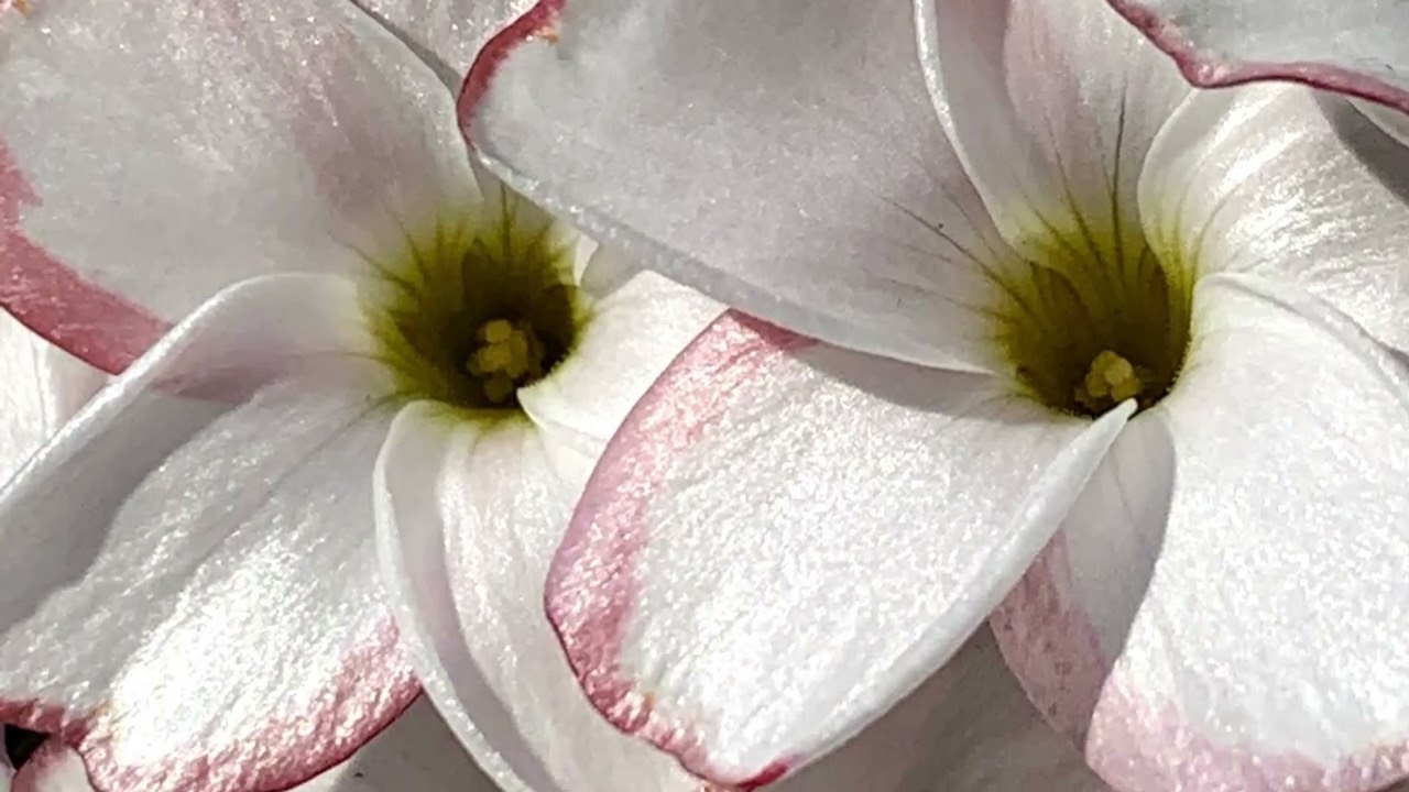 オキザリスの花言葉『けっしてあなたを捨てません』『輝く心』　　　　　　　　　　　　　　　　　　　　　癒しの花と音楽