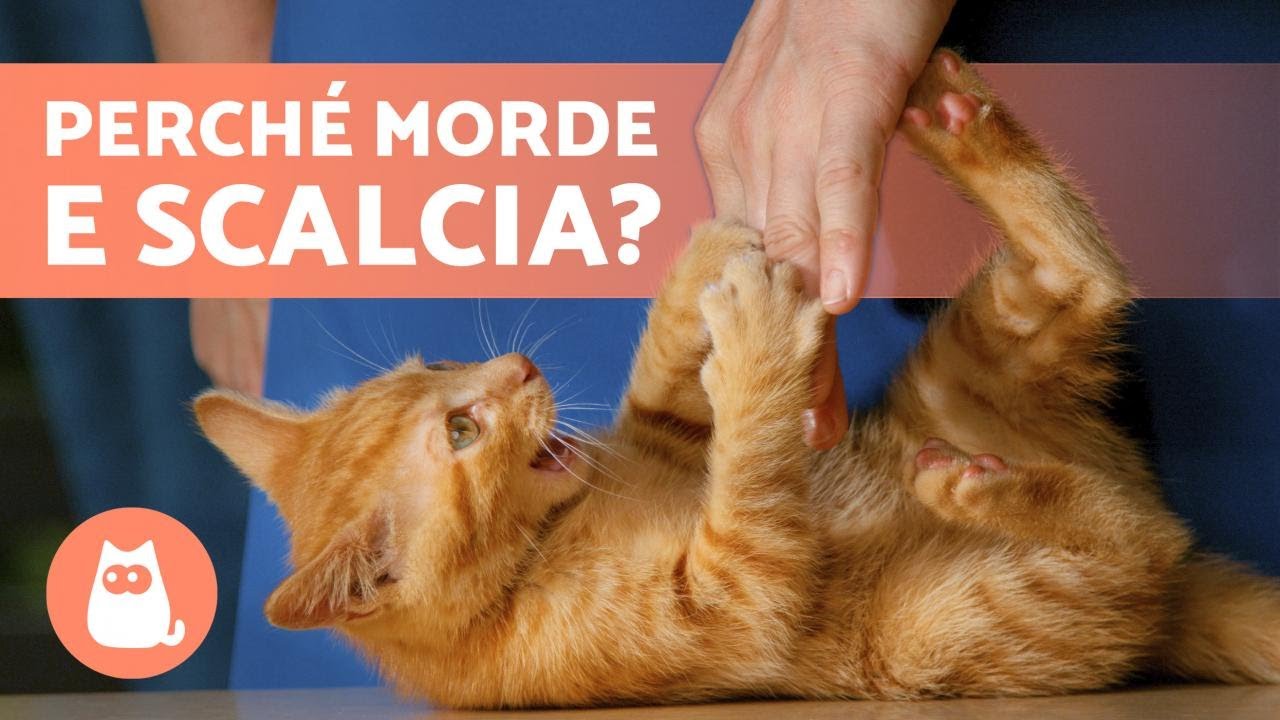 Perché il gatto MORDE e da CALCI? 💥🐈 (Cause e Cosa fare)