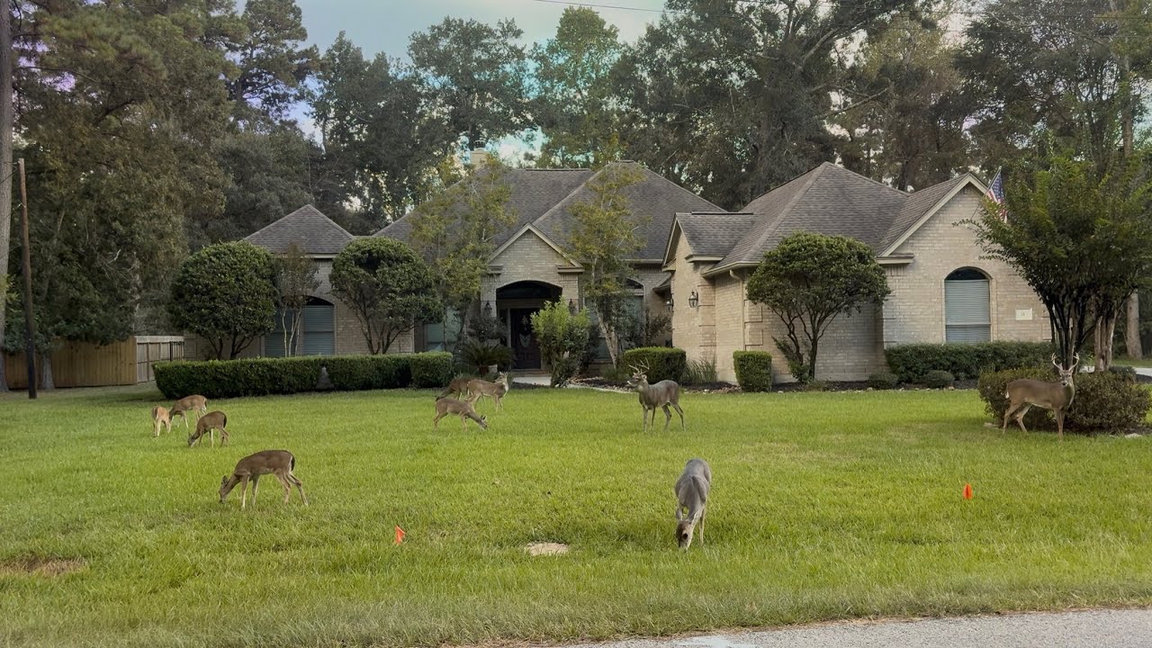 Evening drive in a beautiful neighborhood | in Montgomery Texas USA 🇺🇸 