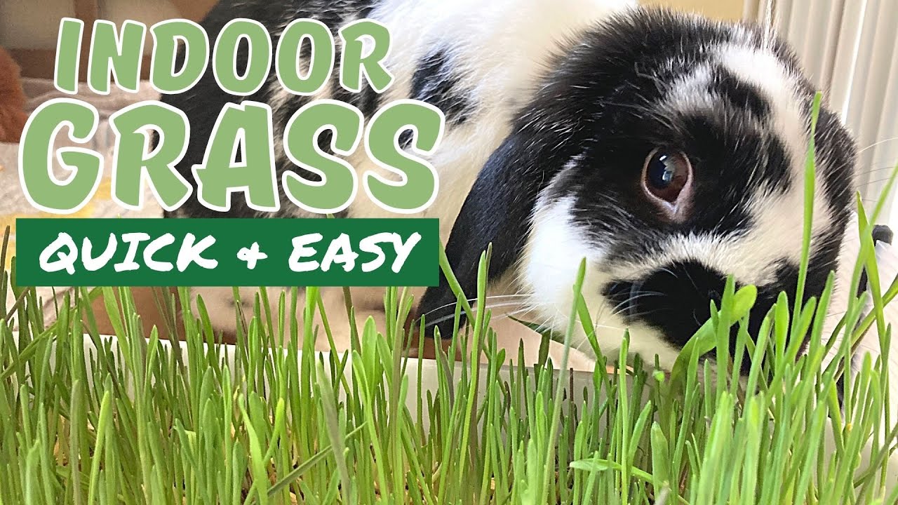 Grow Grass for House Rabbits | Super easy, fast growing grass! Natural rabbit food.