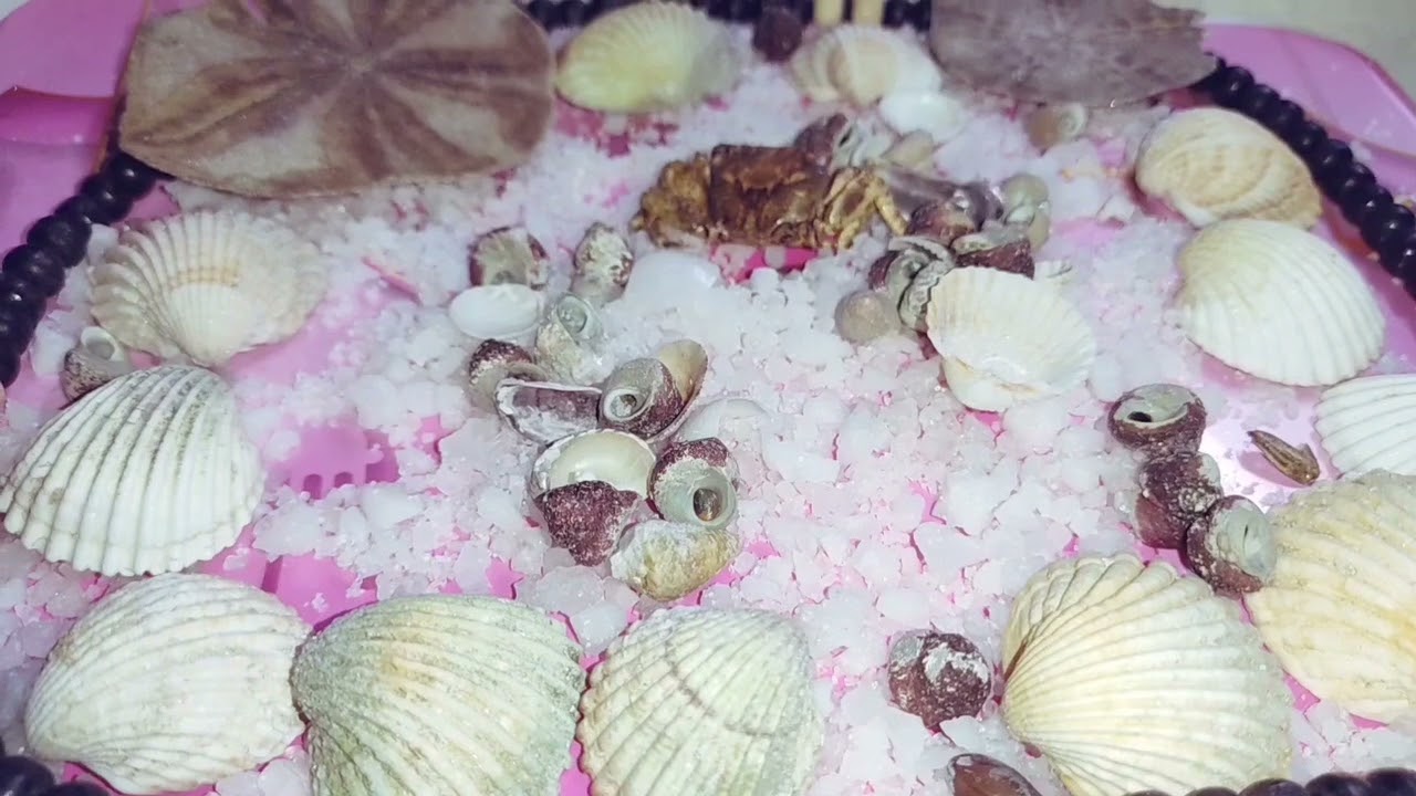 برج الجوزاء ♊ كل ده شايله جواك انت جبل رجع ليك ندمان يعتذر بس انت مش قادر تنسى#القارئه_ام_احمد