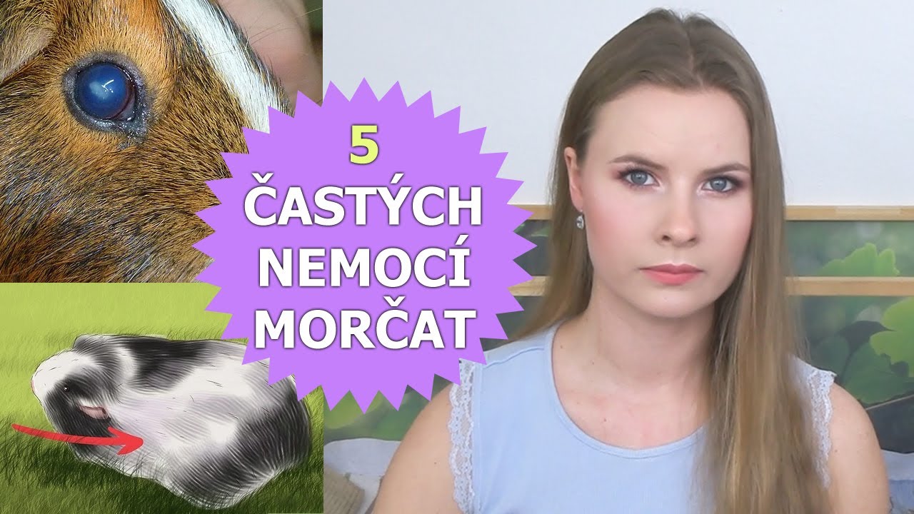 5 Častých nemocí morčat | Alue
