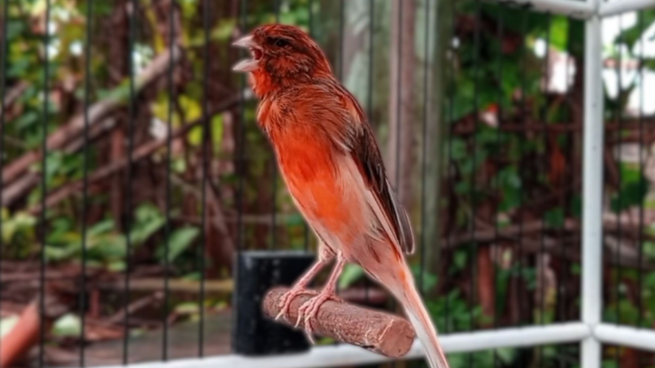 Canção de Canário Belga para Treinar Canários Jovens e Silenciosos a Cantar Diretamente |889