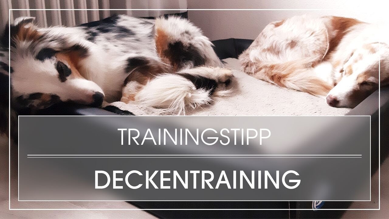 Hundetraining: Deckentraining mit dem Hund | Hund 