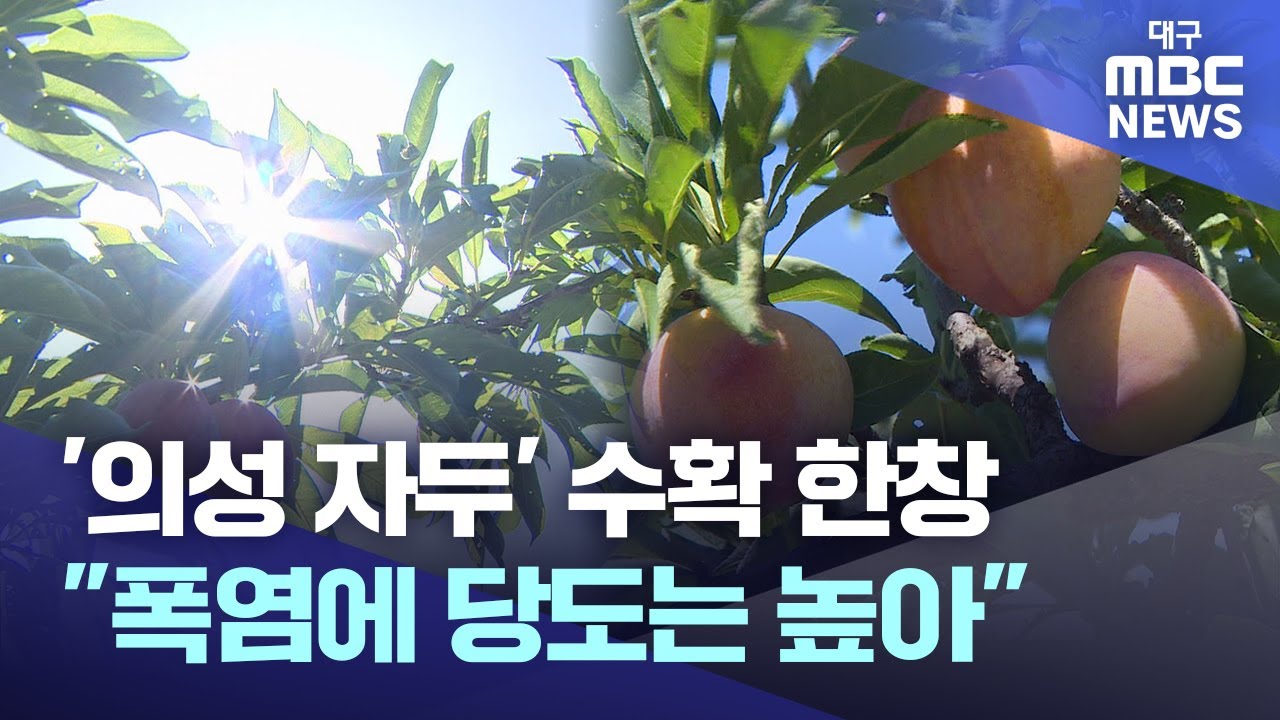 '의성 자두' 수확 한창···