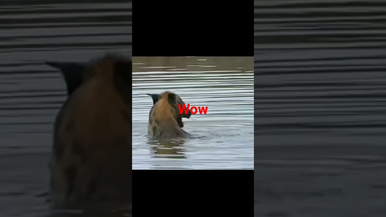 Hyena's backstroke style #short