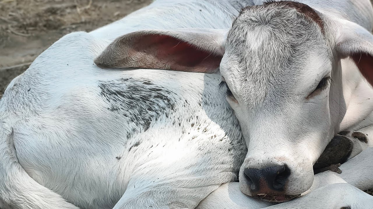 cow is tha best is live! pyari pyari gay ki chhote chhote bachade