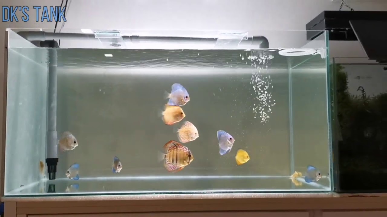 How to DIY Pvc overflow system without drilling your aquarium