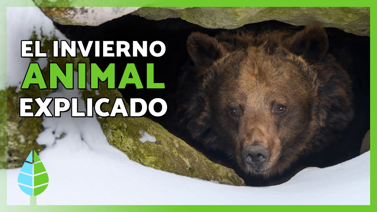 🐻❄️ HIBERNACIÓN ANIMAL | ¿Cómo sobreviven MESES sin comer ni moverse?