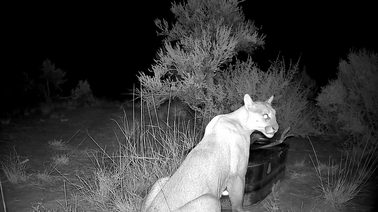 The Water Trough Series (episode 4) - The Cougars