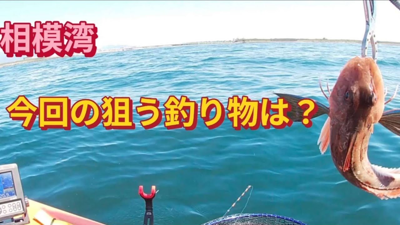 平塚で泳がせ釣り