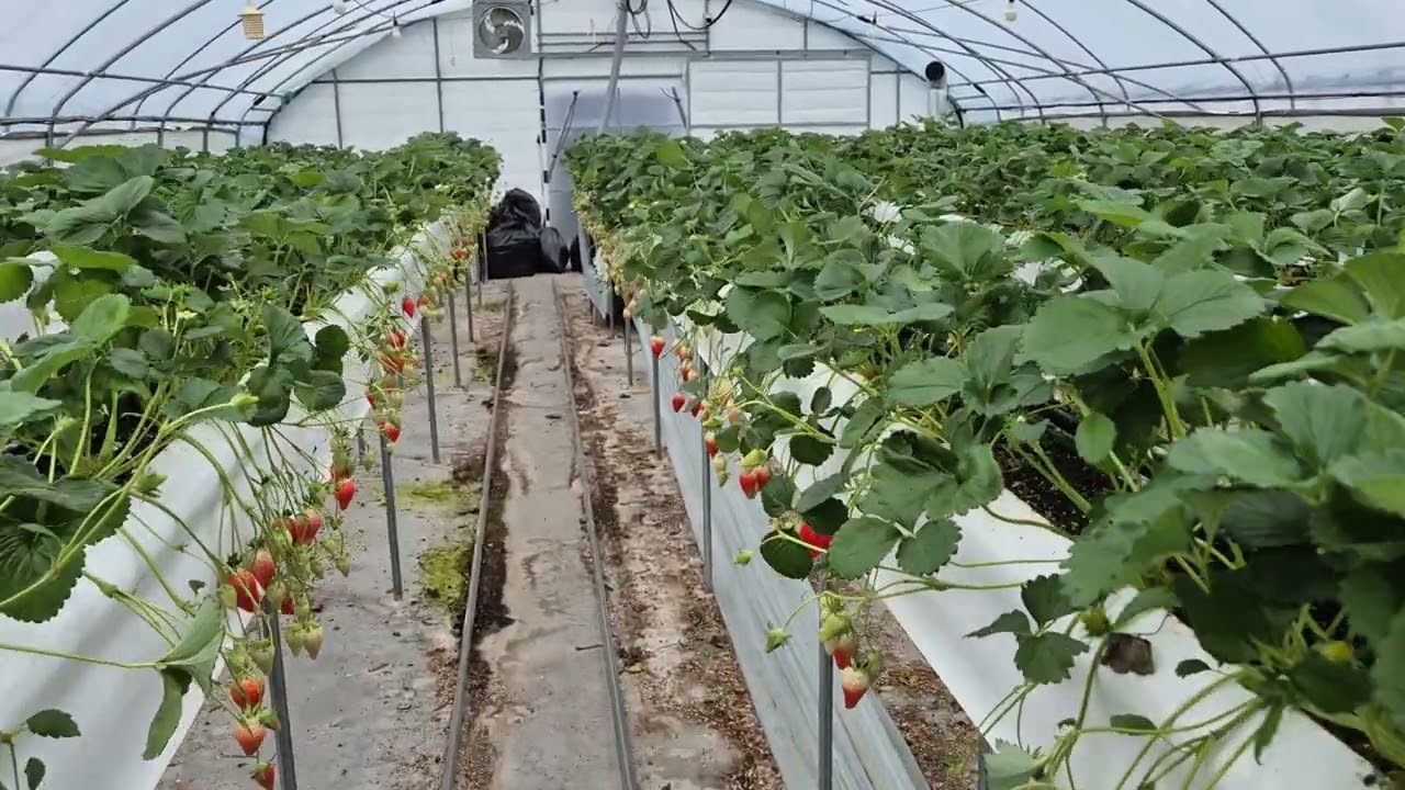 [효소농법/논산 부적면 3/2] 잎정리를 잘해야 세력관리에 유리합니다. 순환이 빨라지는 농사를 만들어 가야 합니다.