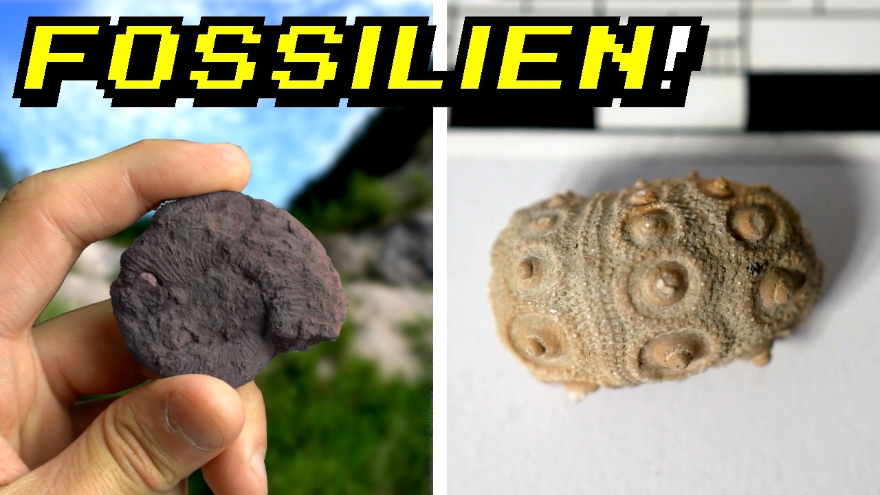 Fossilien suchen ist unglaublich einfach! Fossiliensuche in Holderbank
