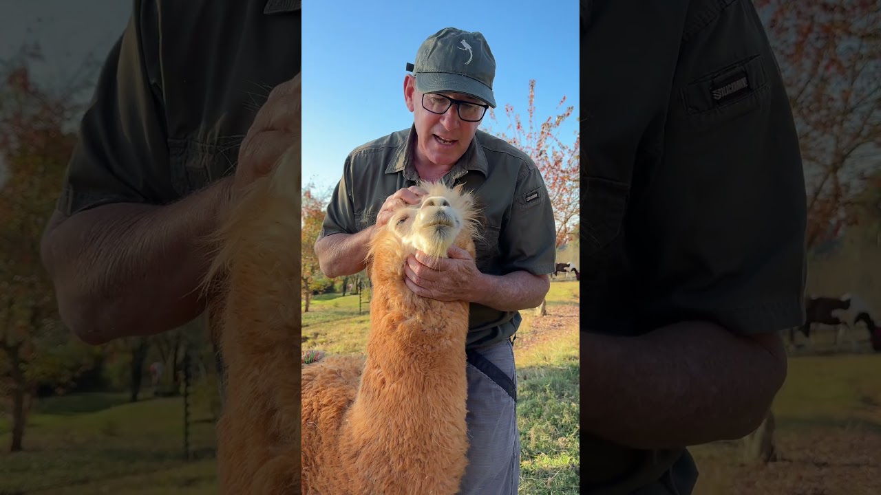 A baby alpaca is called a cria - this is Magic - she is the leader of our small herd! 🐪🙌🏻 #alpaca