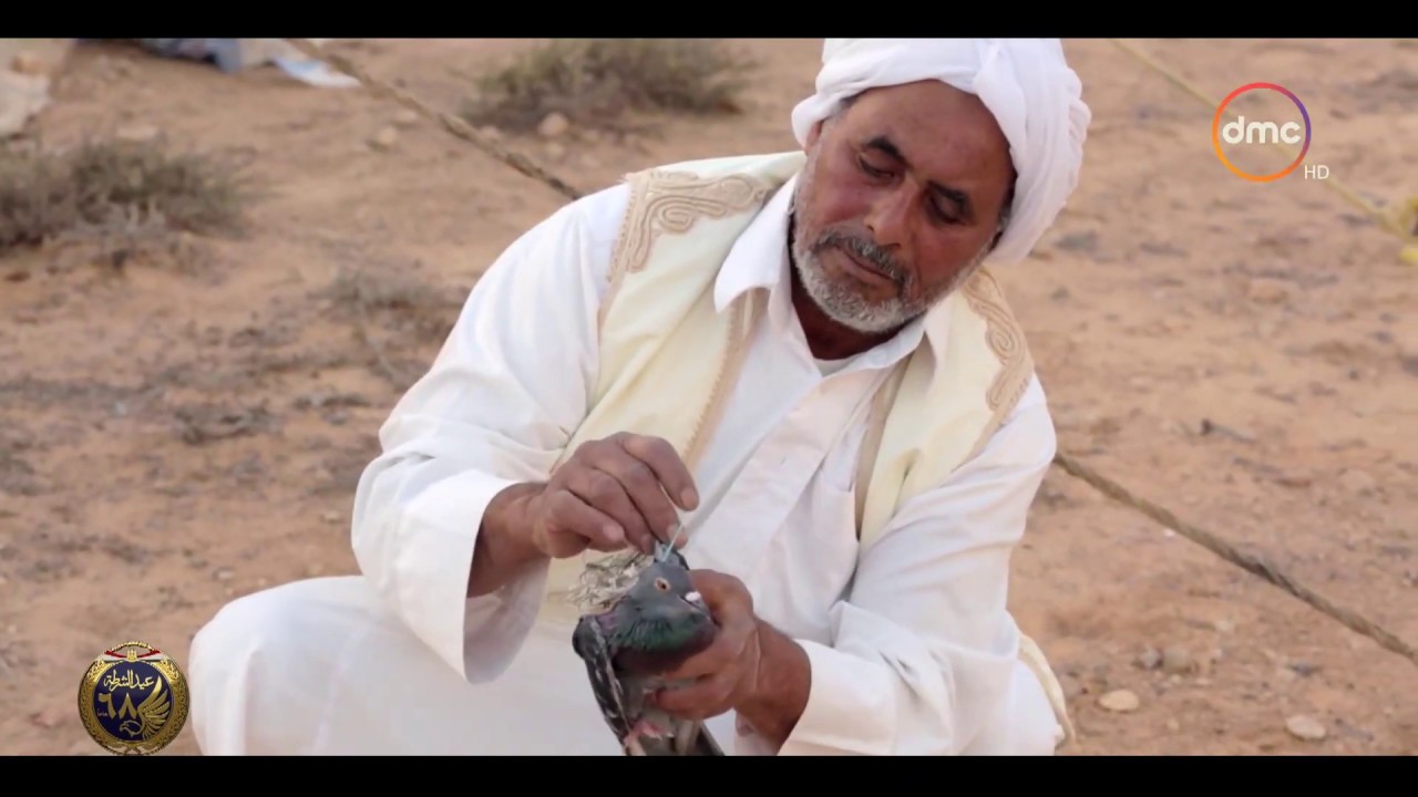 أفضل طرق الصيد المثالية لاصطياد (الصقر شاهين)
