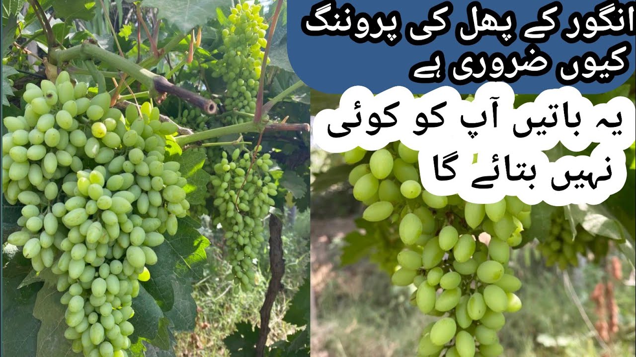 Grape Fruit pruning|| انگور کے پھل کی پروننگ کیوں ضروری ہے