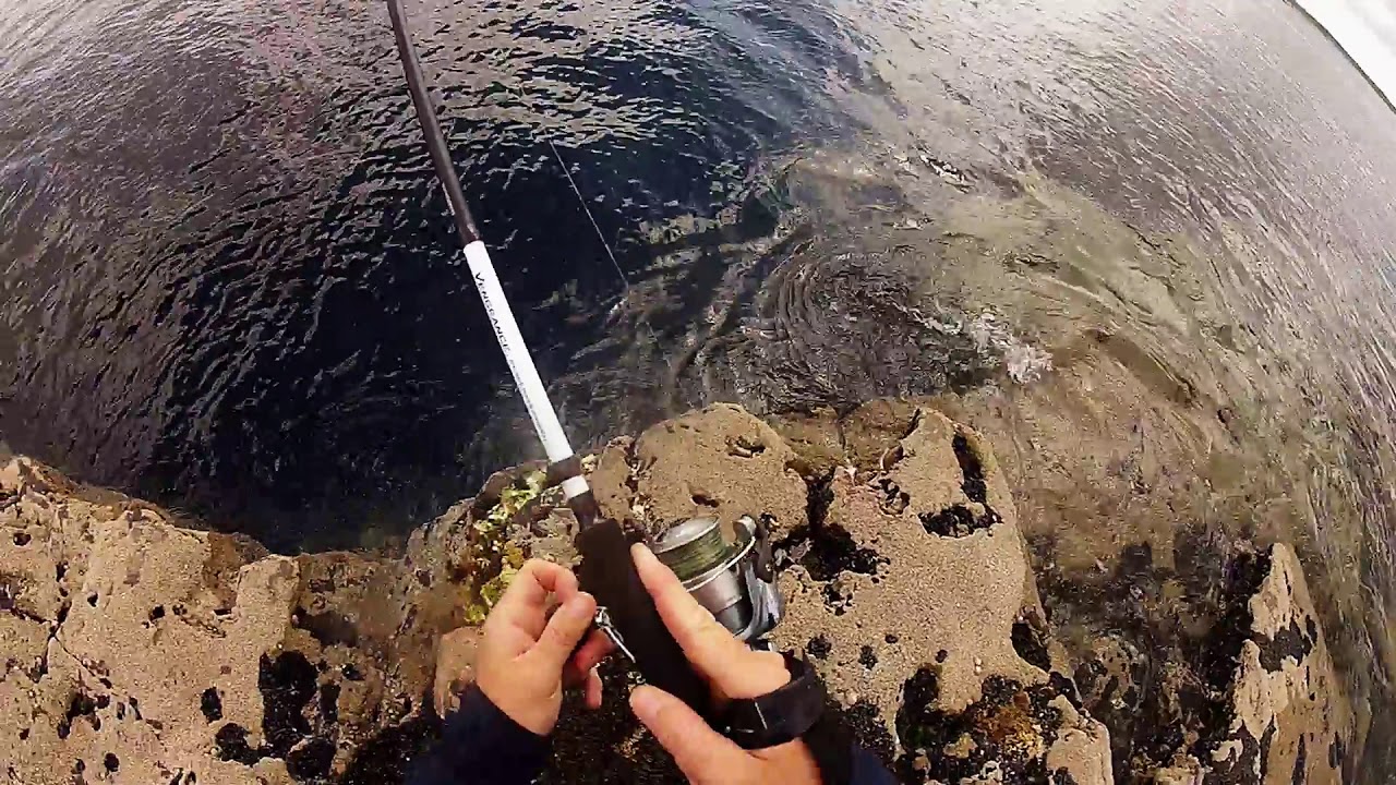Shimano Vengeance BX Sea Bass 240MH test