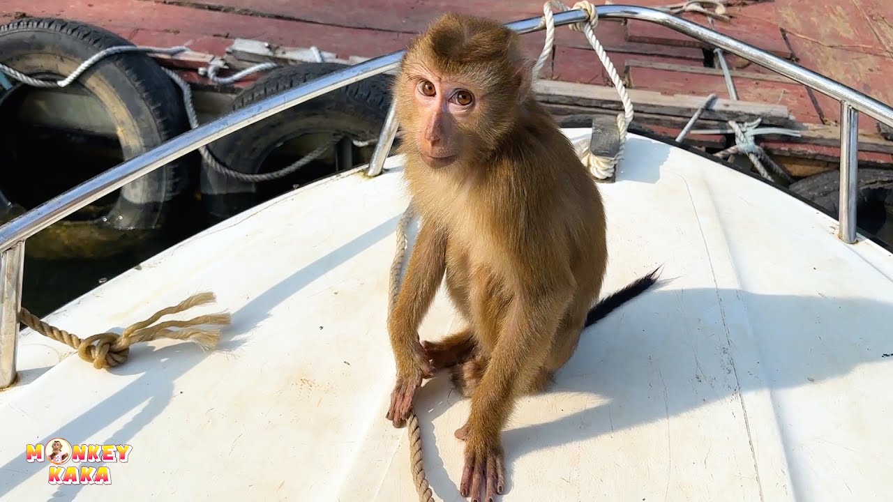 Sad moment when Monkey Kaka climbed into the boat to say goodbye to dad