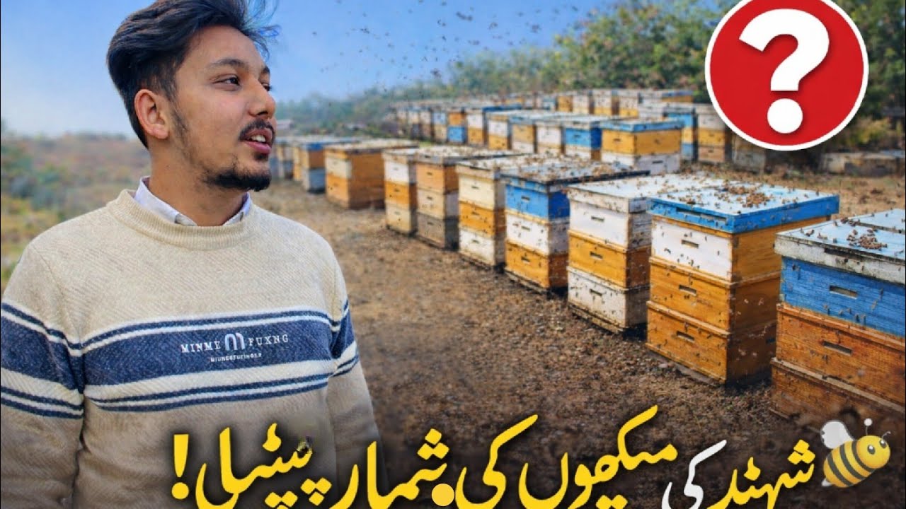 SHEHED KI MAKHIYON KI BE SHUMAAR PETIYAN
