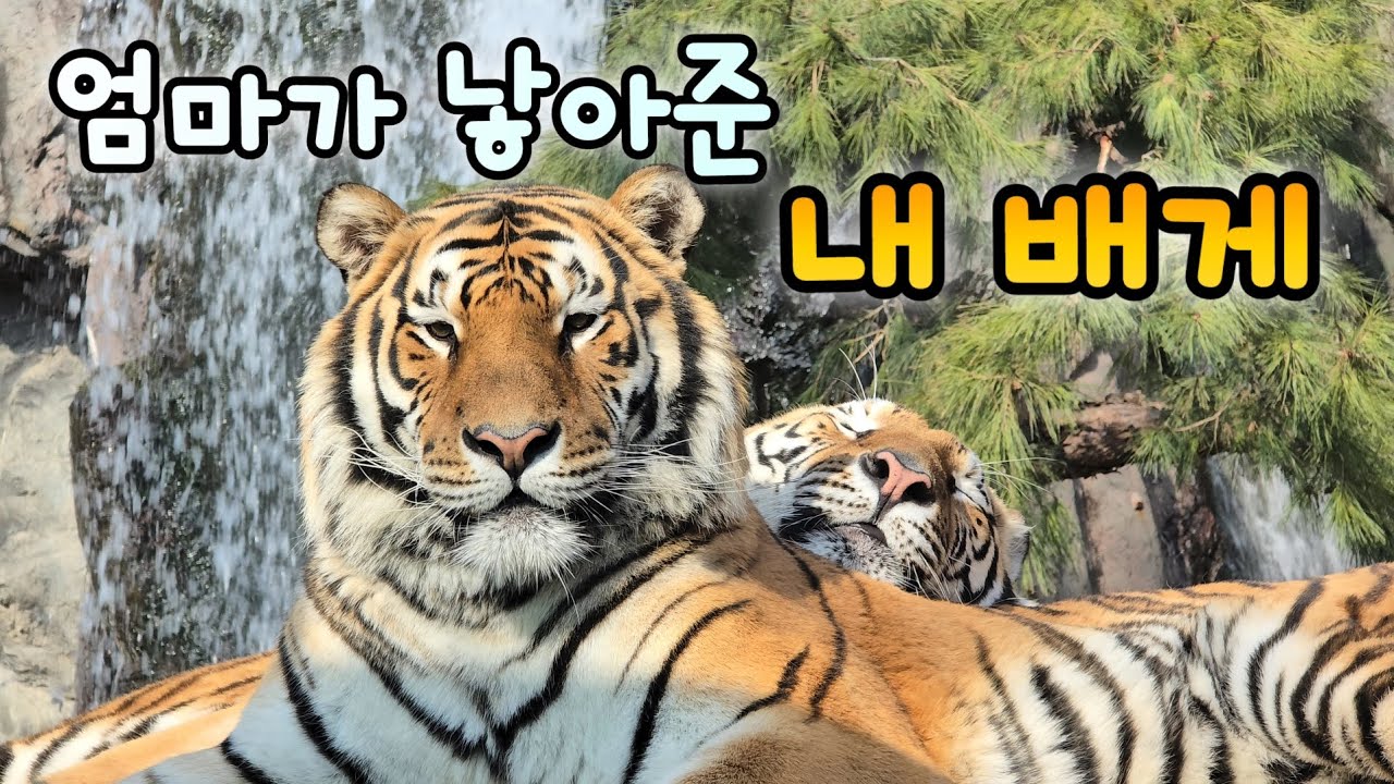 에버랜드 한국호랑이🐾우왕! 오늘도 관찰카메라가 아름다운우리나라에게 반했다구요?💕