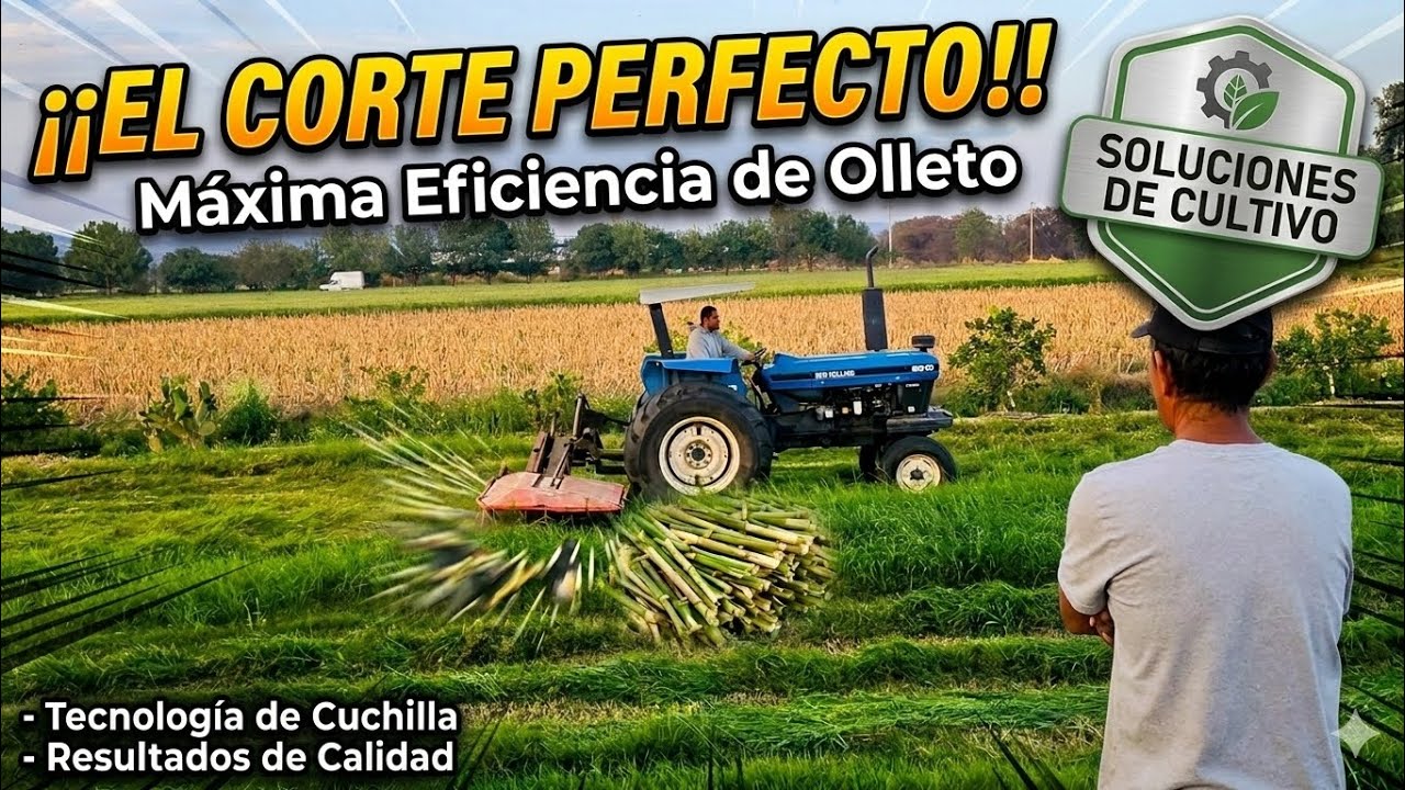 Hoy toca CORTAR el Olleto 🌱 | Día de Trabajo en el Rancho 🇲🇽🚜