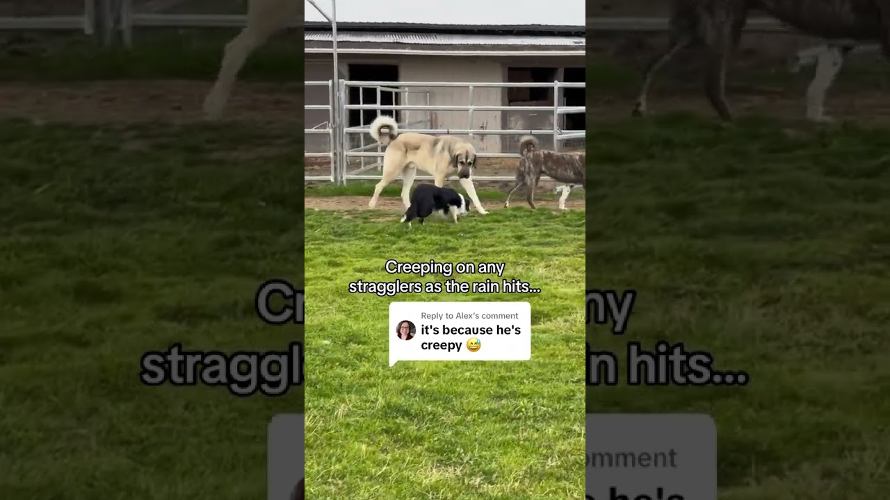 Dex&rsquo;s epic creep brings the goats to the barn and bewilders Judge😂 #bordercollie #herding