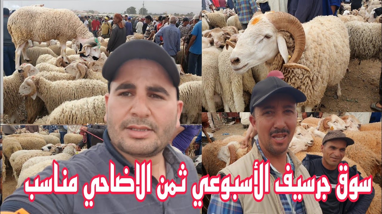 مع إقتراب العيد شاهدو من السوق الأسبوعي #جرسيف أثمنة الأضاحي مناسبة مقارنتآ ب #الناظور