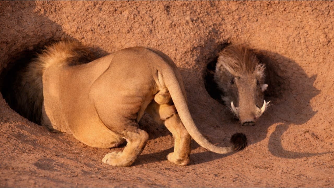 The Warthog Survival Strategy That Keeps It Alive in Africa