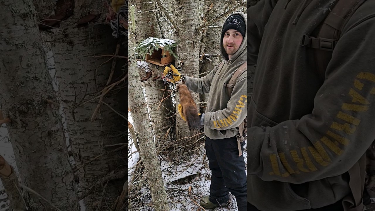 Trapping pine marten  #trapper #trapping #mountainman
