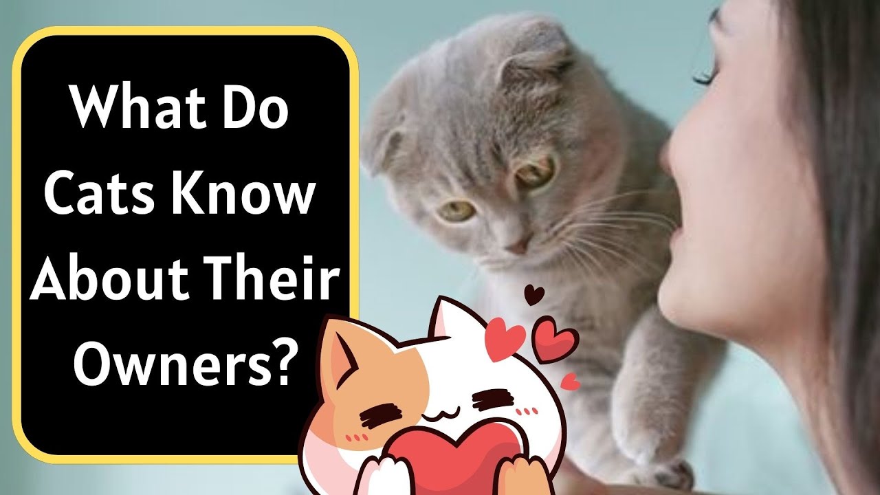 What Does My Cat Know About Me?