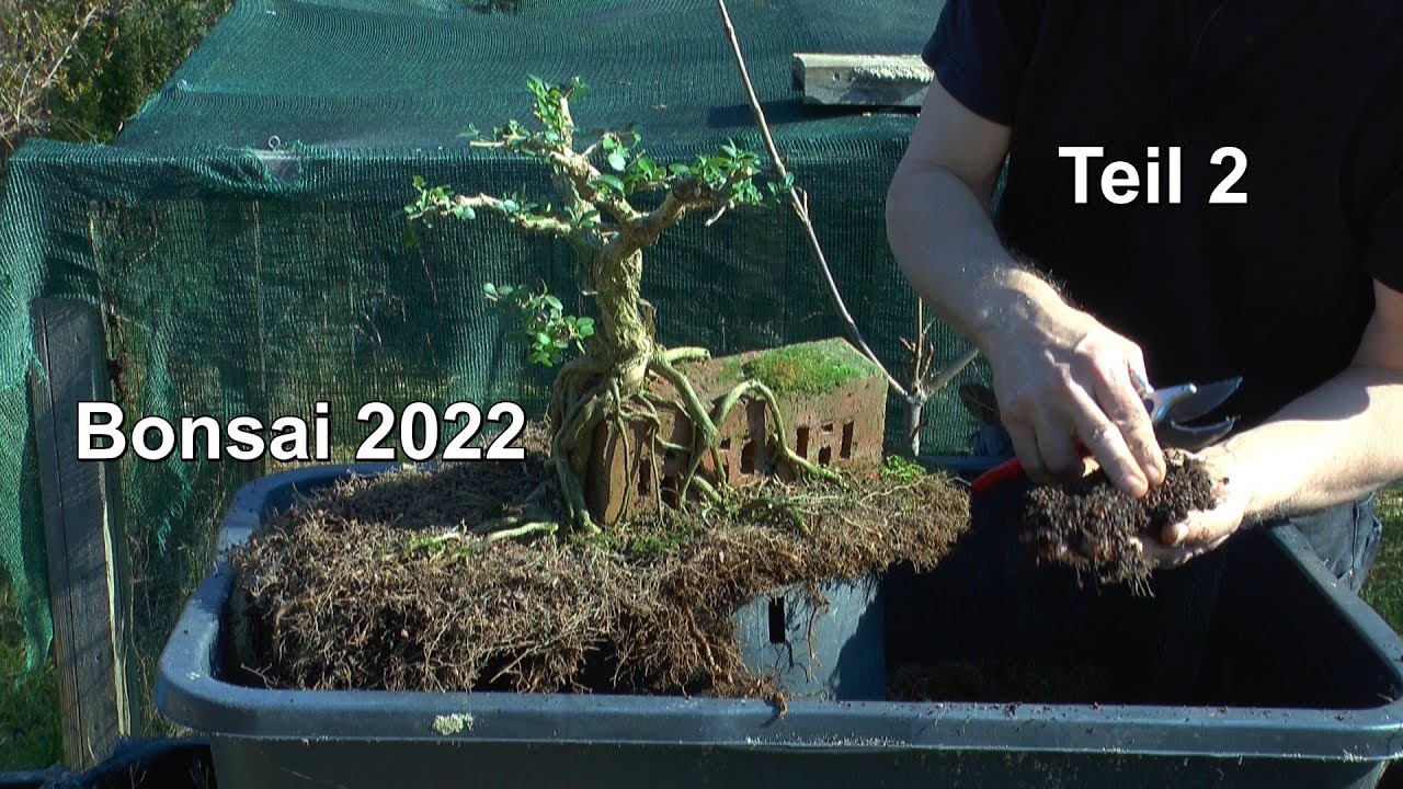 Bonsai 2022 Bonsai Teil 2 Schneiden im Frühling vor dem Wachstum Outdoor Bonsai