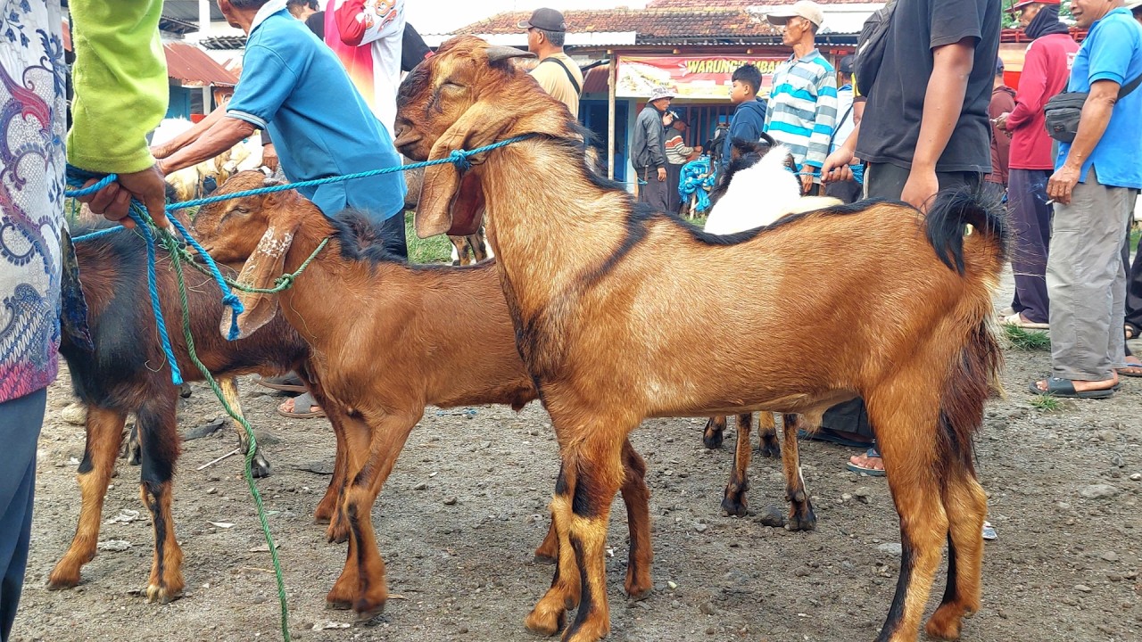 BAKALAN JRABANG SUPER ISTIMEWA HARGA MURAH🔥 Pasar Kambing Jetis Ponorogo