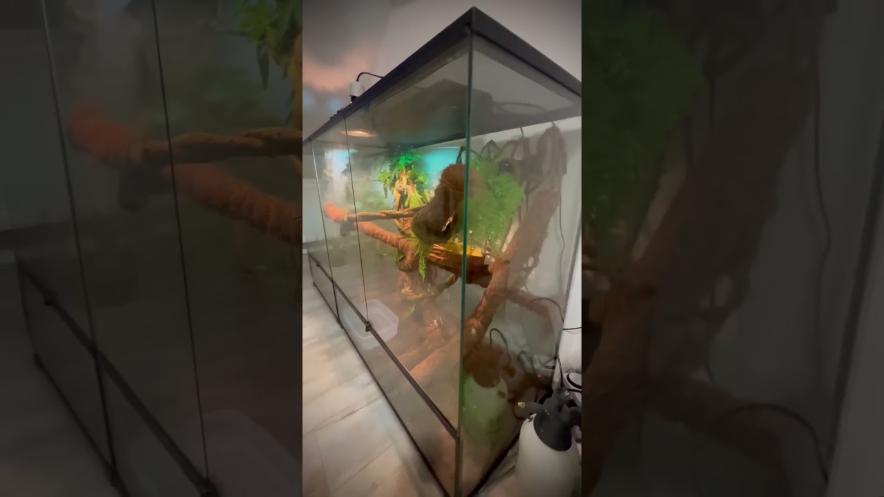 What it will be?🐉#terarrium   #vivarium   #reptiles  #animals   #exotic #iguana #gecko  #chameleon