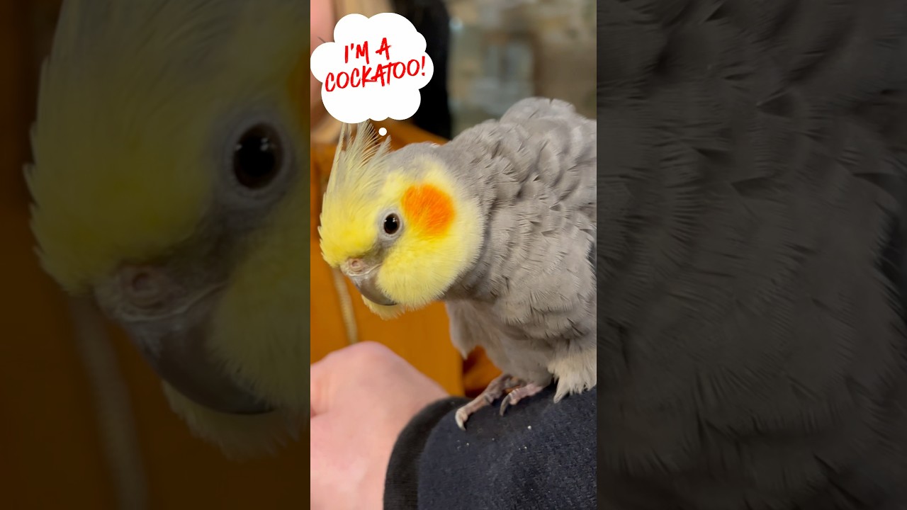 New cockatiel in the bird family - aviary birds #bird #birds
