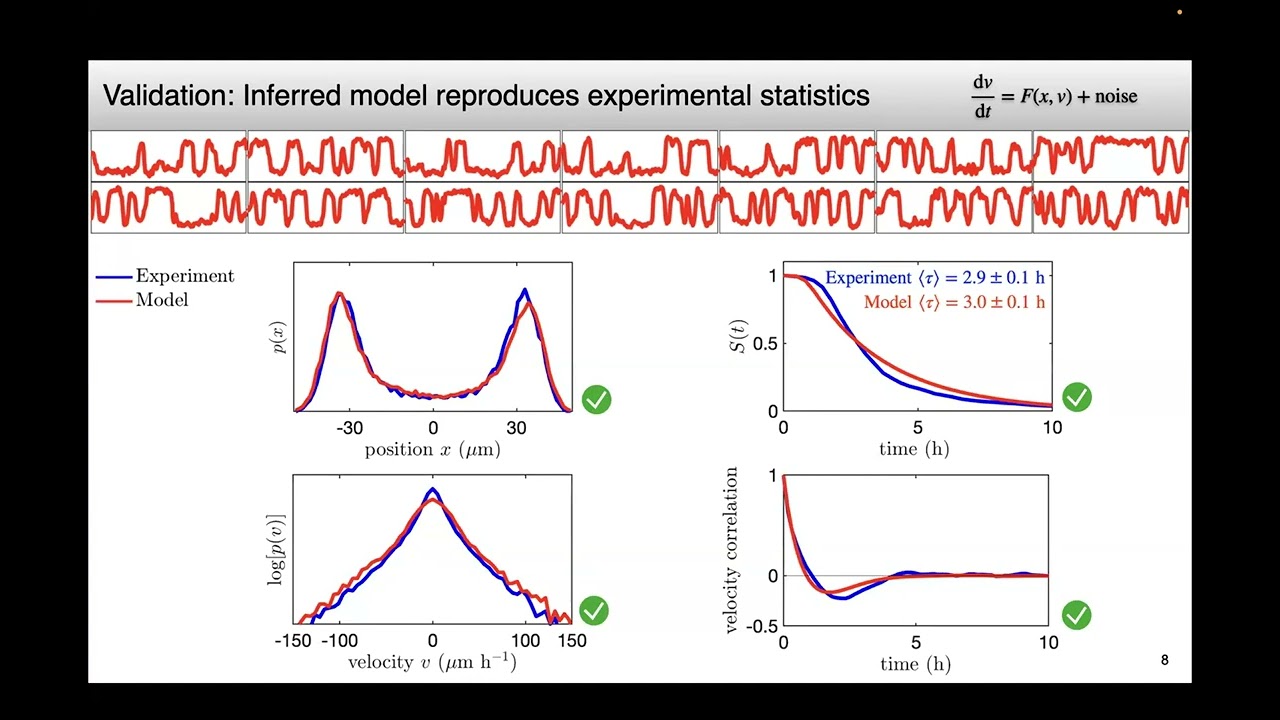 Learning the dynamics and interaction of migrating cells | Chase Broedersz